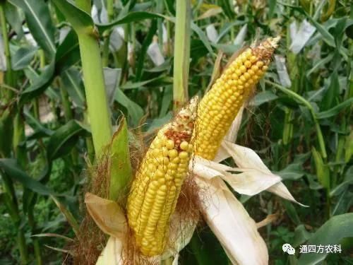 ���׶d���c�՗U��ԭ����