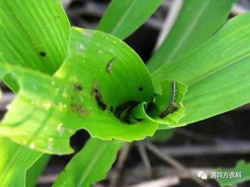 ���הQ����ô�k����ץ�o��Q��Ӱ푮a(ch��n)��!!!