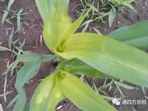 ���הQ����ô�k����ץ�o��Q��Ӱ푮a(ch��n)��!!!